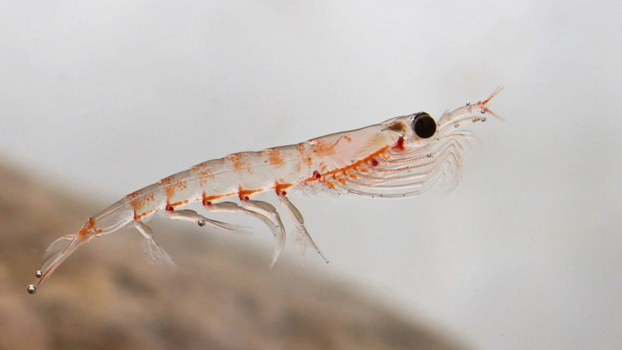 the NYO3 brand appeared with krill oil as the main product in 2006