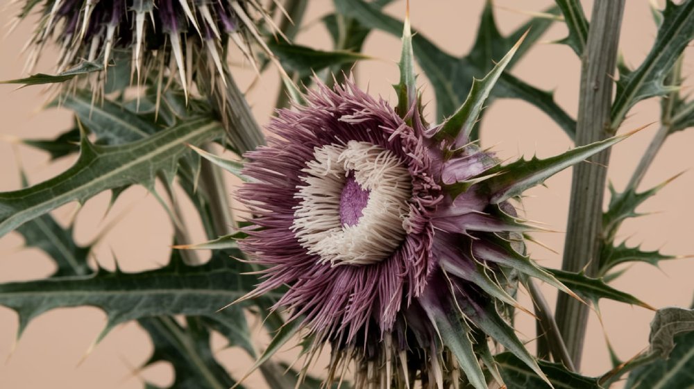 Current Research and Future Prospects Photo