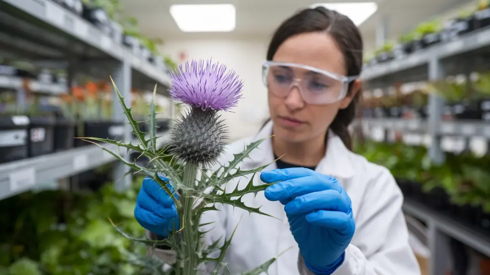 Dosage and How to Use