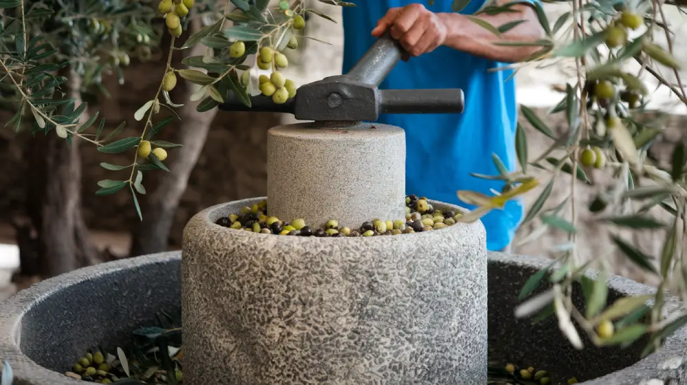 The Basics of Olive Oil Production